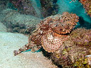Picture 'Cur1_0_01285 Stonefish, Curacao'
